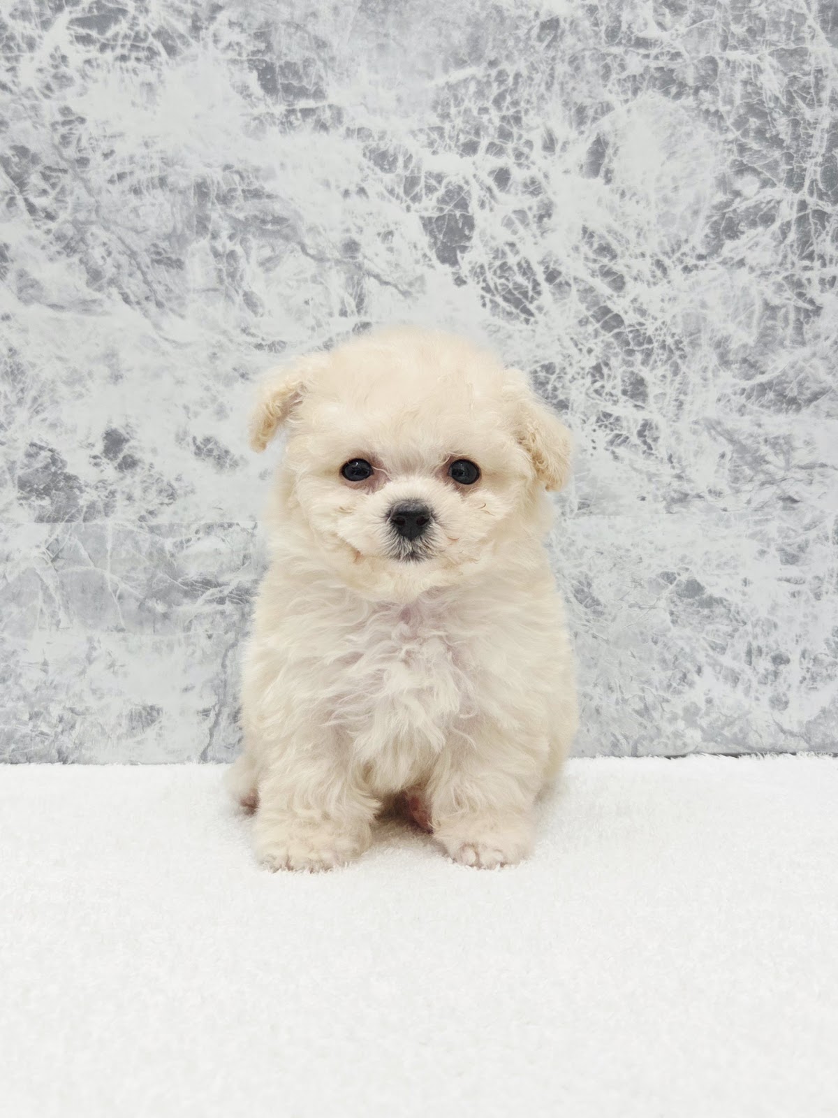 トイプードル×ビションフリーゼの写真