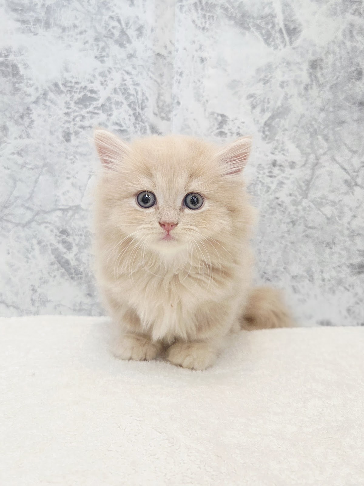 ミヌエットの写真