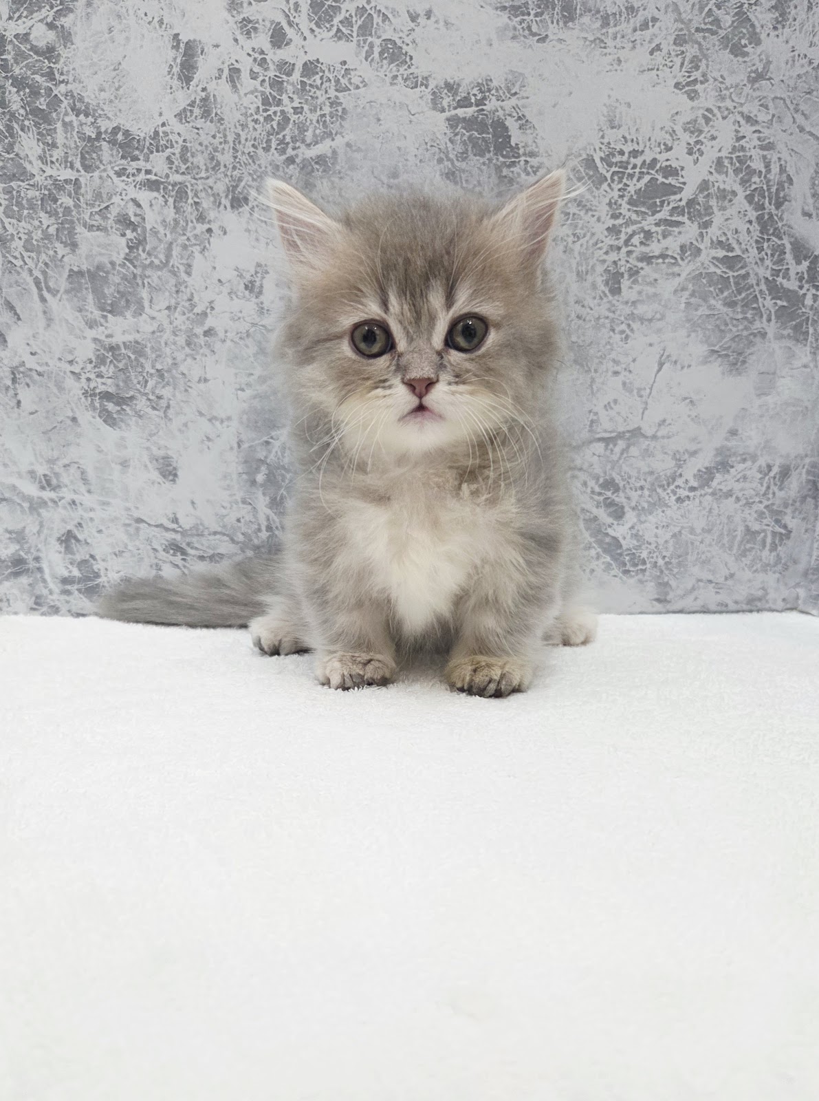 ミヌエットの写真