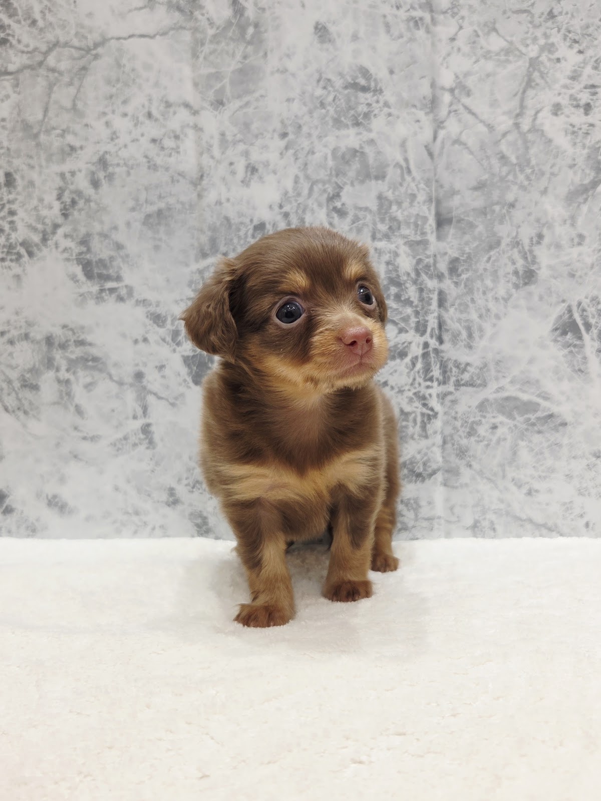 カニーヘンダックスフンド×チワワの写真3