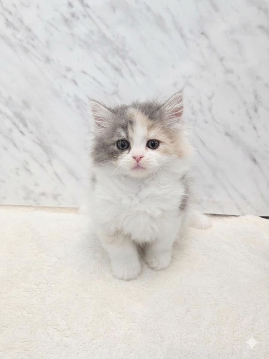 サイベリアンの写真