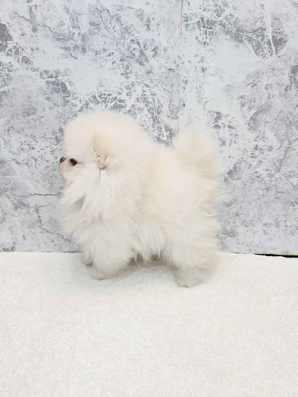 ポメラニアンの写真2