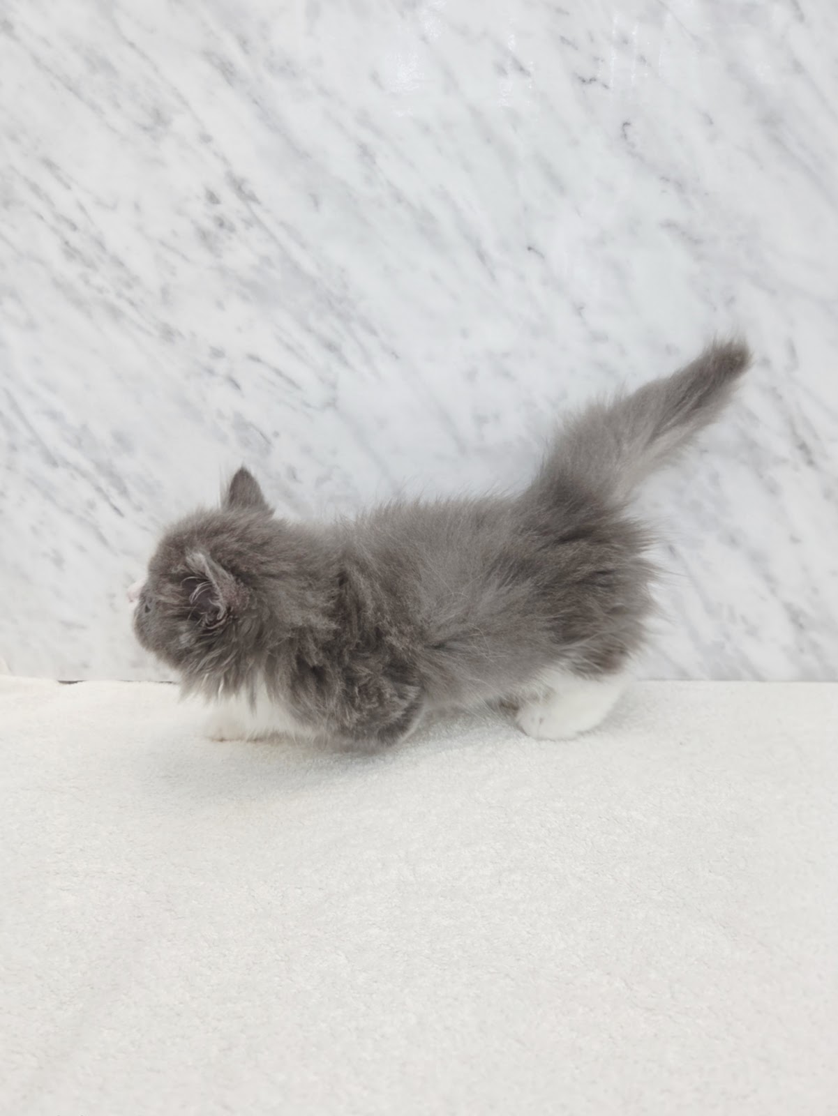 ミヌエットの写真2