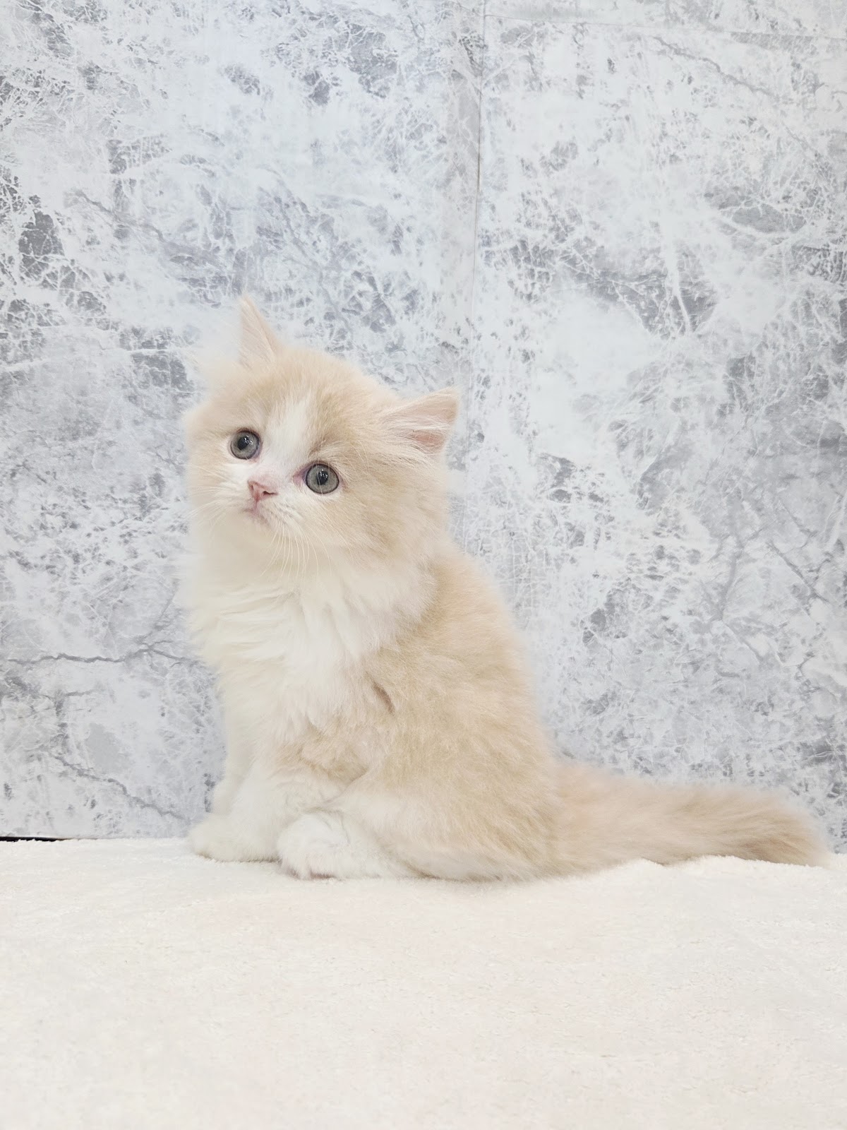 ラガマフィンの写真3