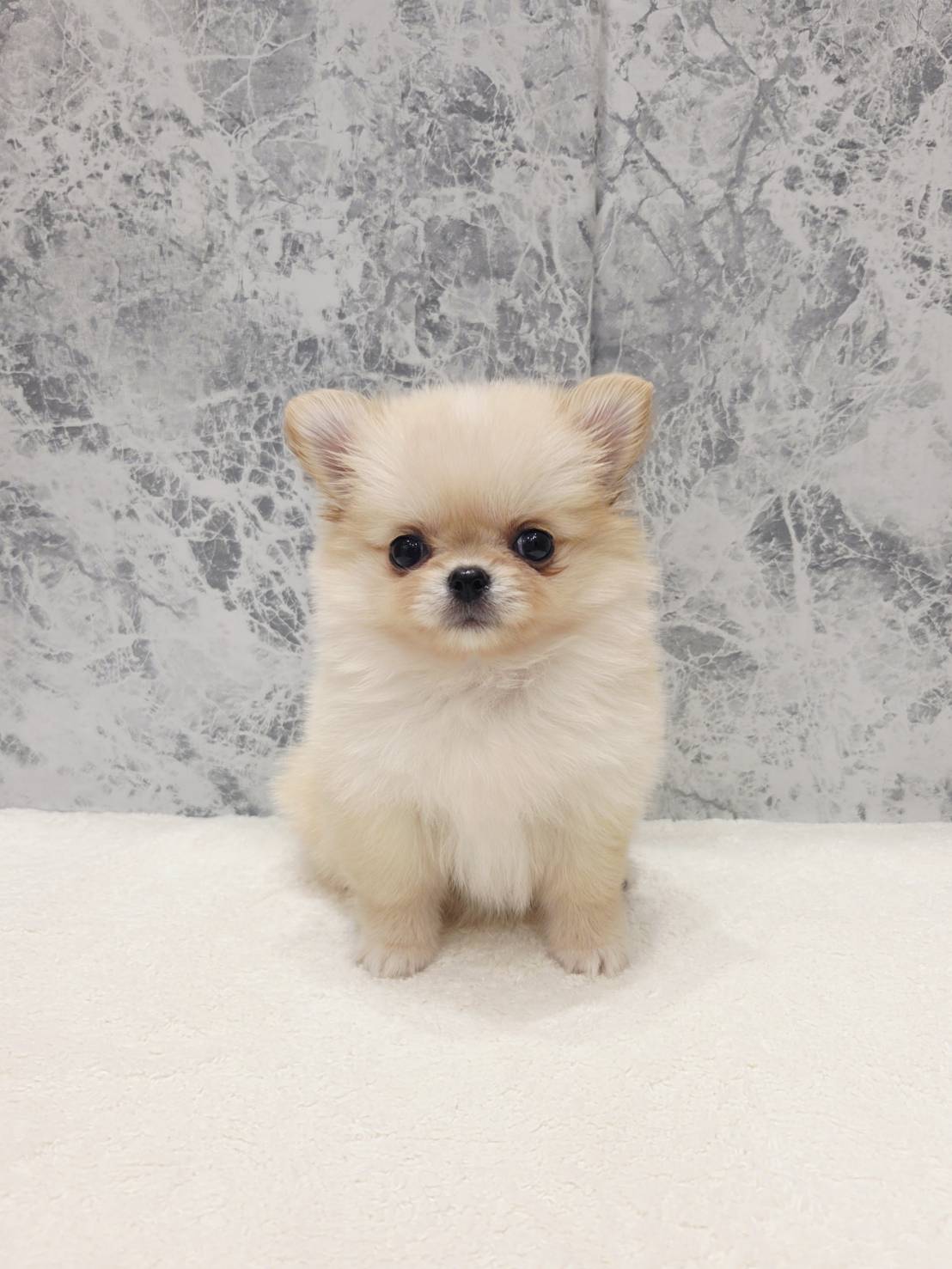 チワワ×ポメラニアンの写真