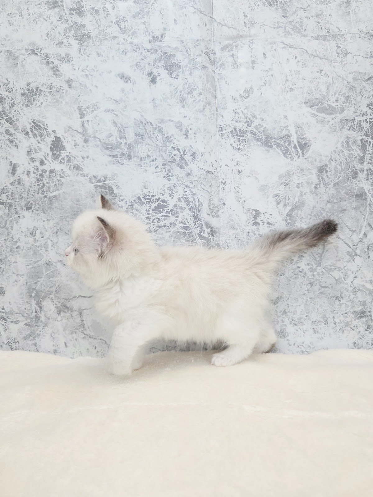 ラグドールの写真2