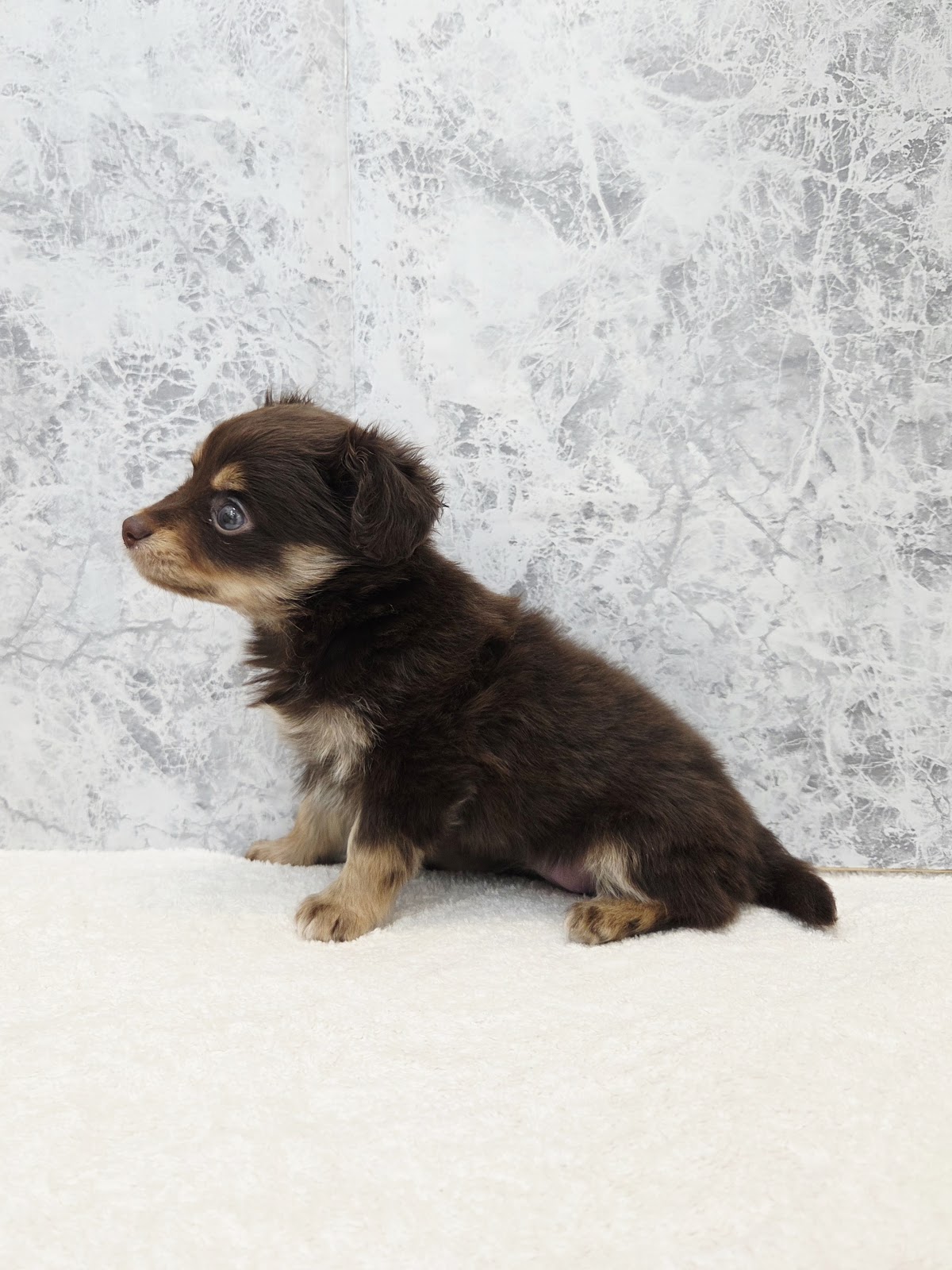 カニーヘンダックスフンド×チワワの写真2