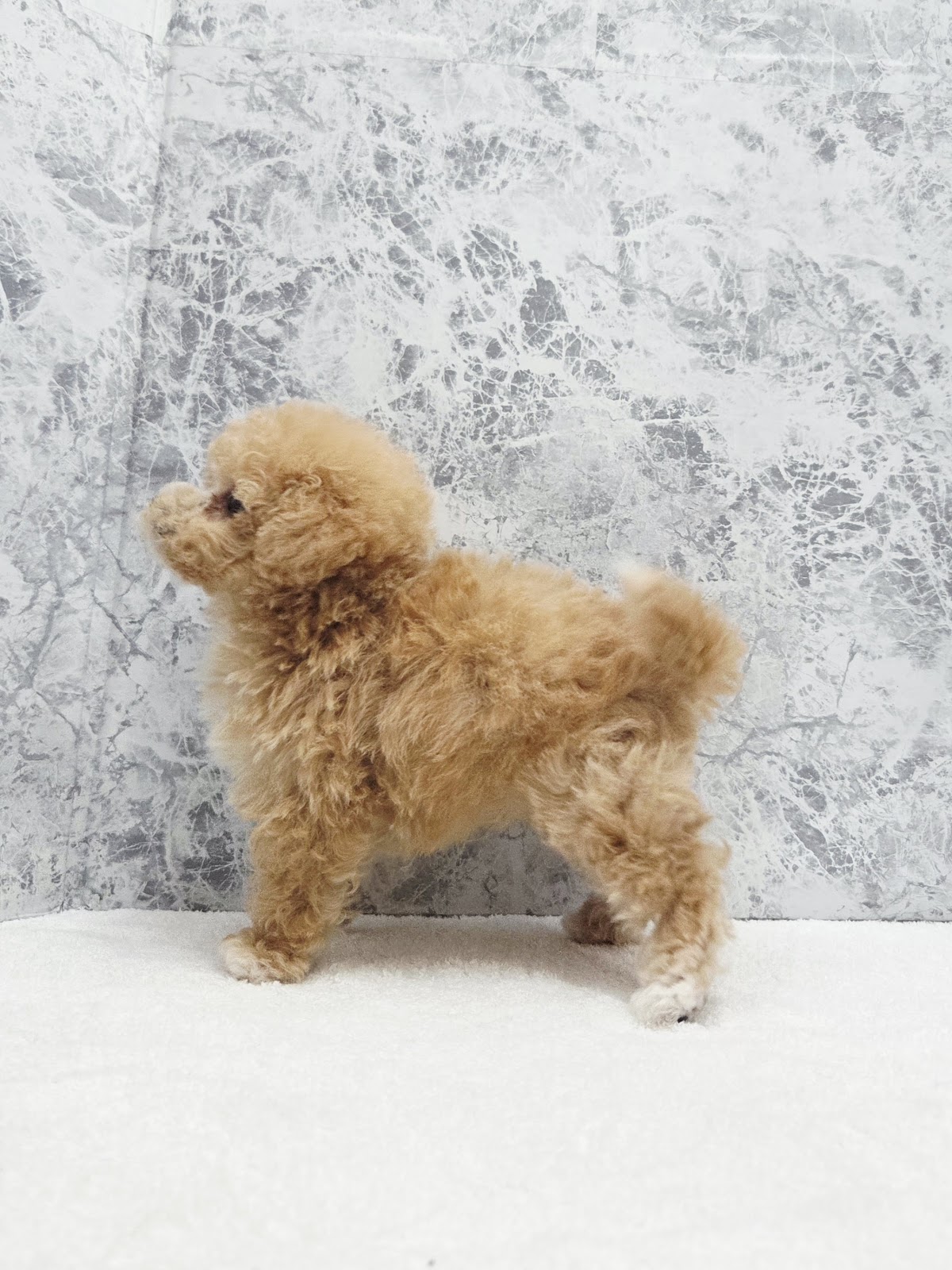 ビションフリーゼ×トイプードルの写真2