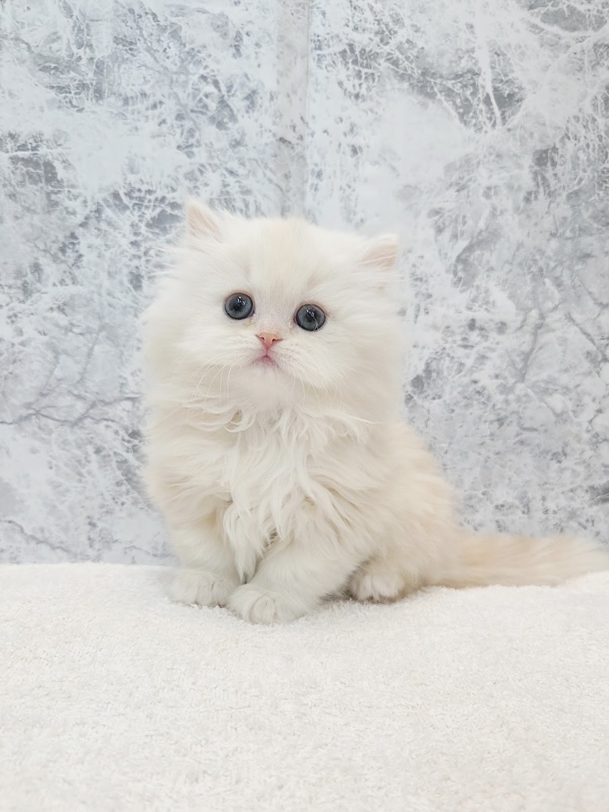 ラガマフィンの写真