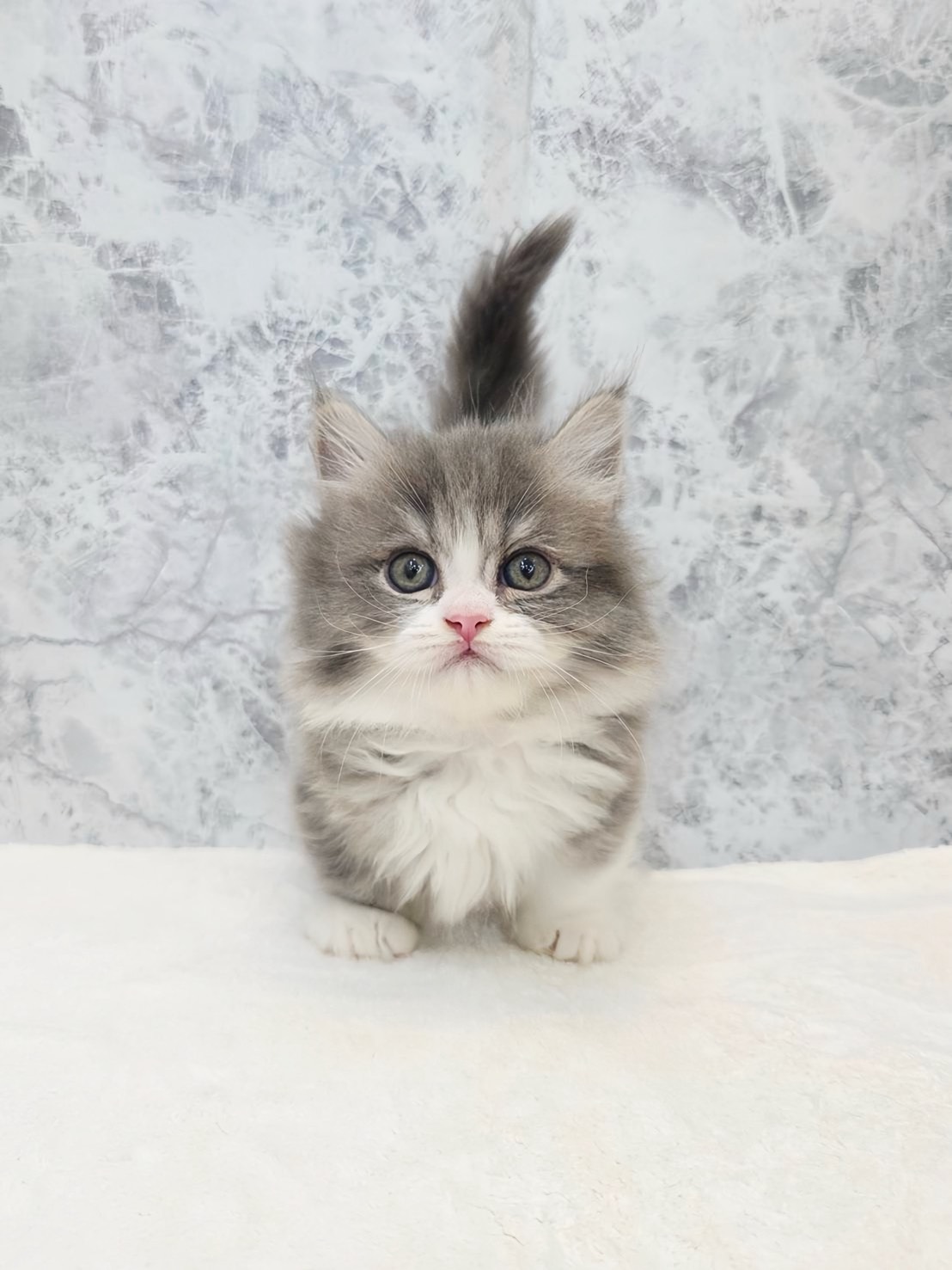 ミヌエットの写真