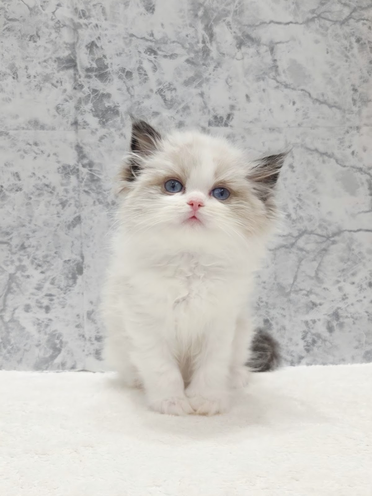 ラグドールの写真