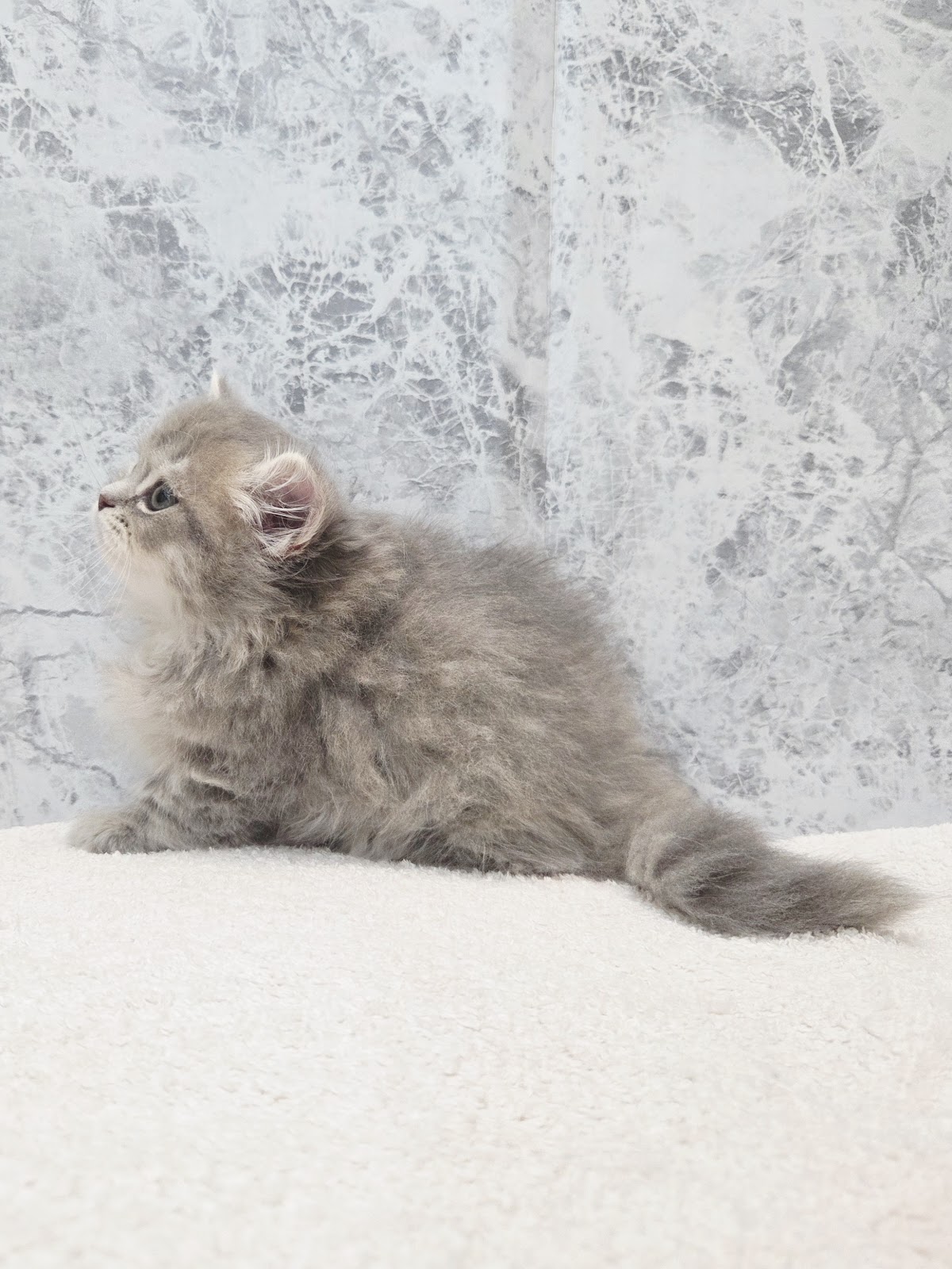 ミヌエットの写真2