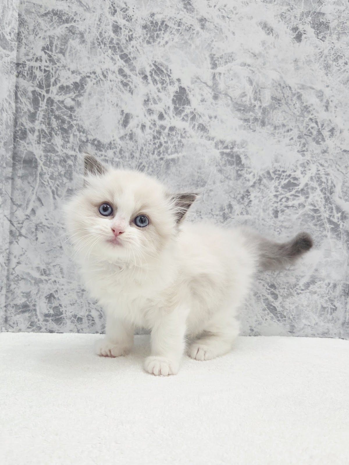 ラグドールの写真3