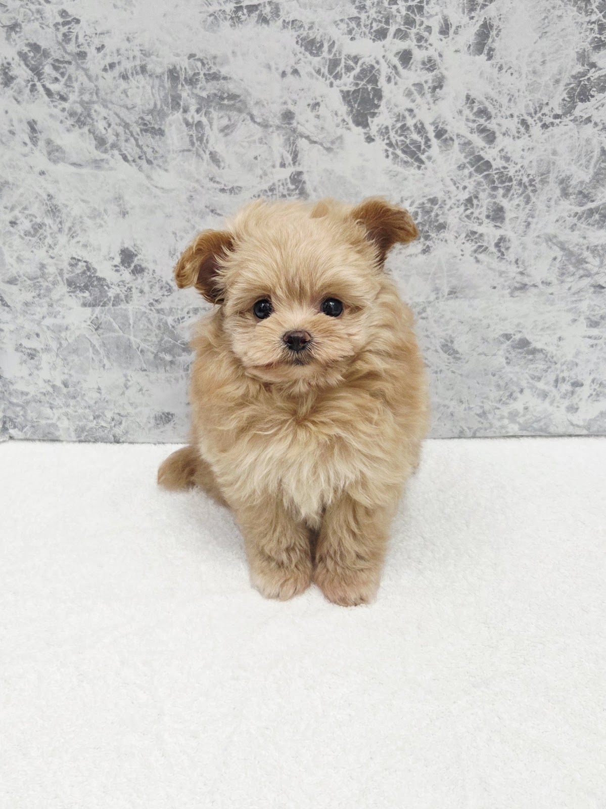 トイプードル×ポメラニアンの写真