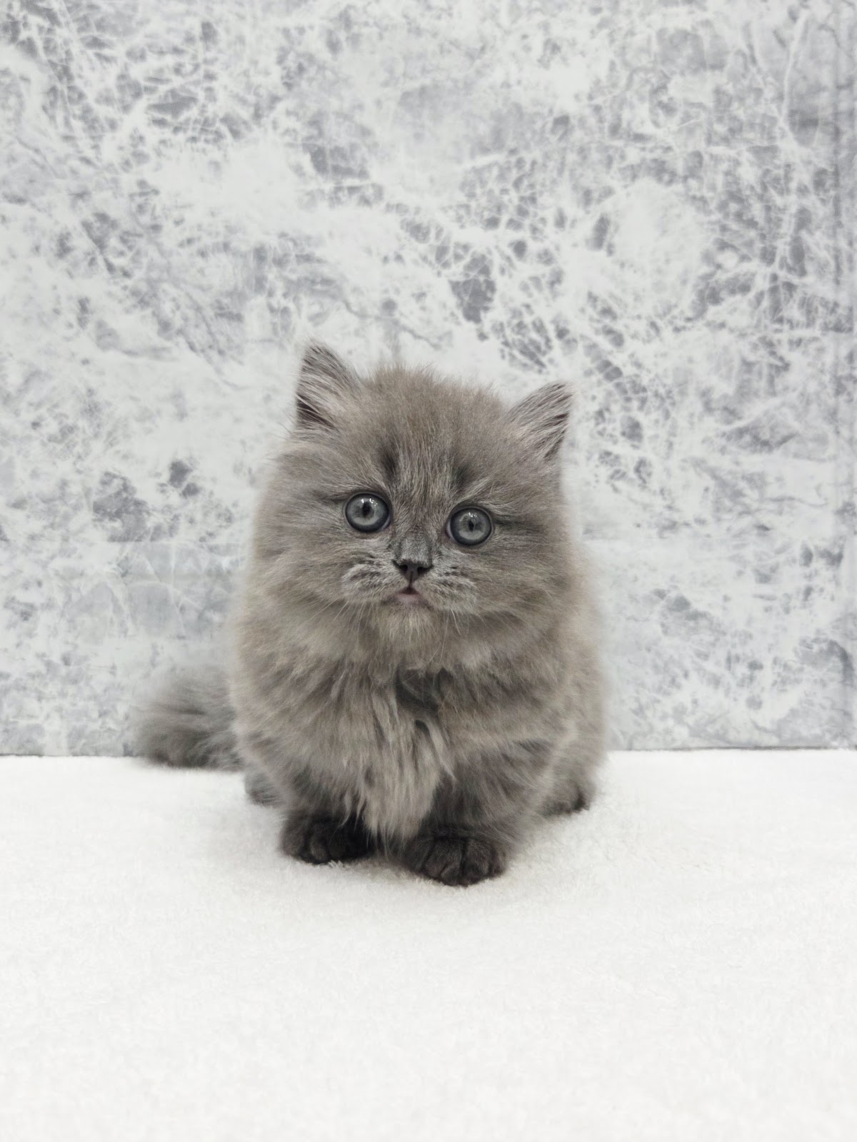 マンチカンの写真