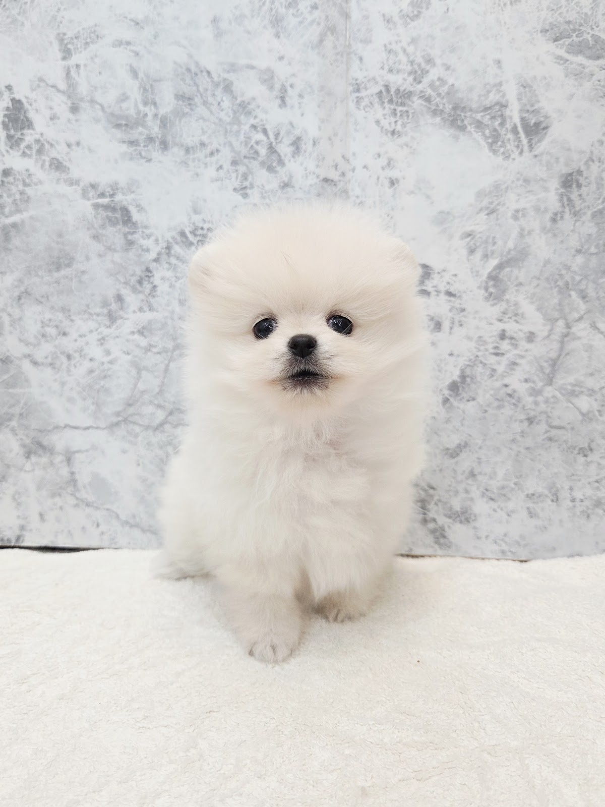 ポメラニアンの写真3