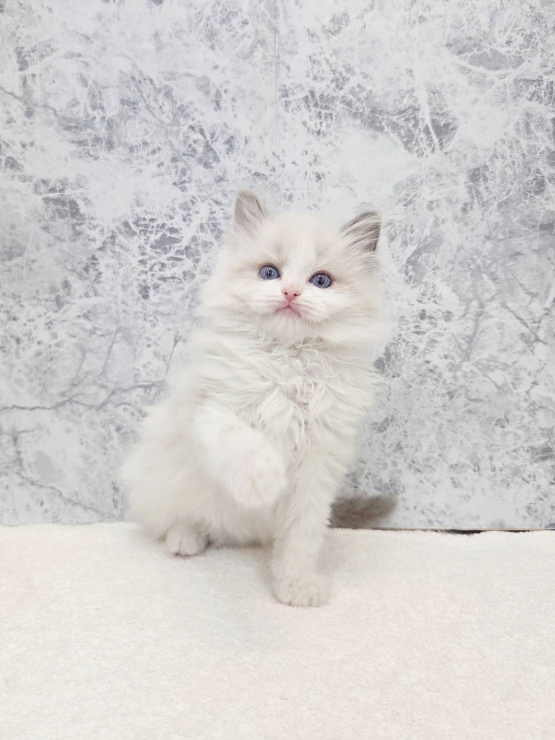 ラグドールの写真3