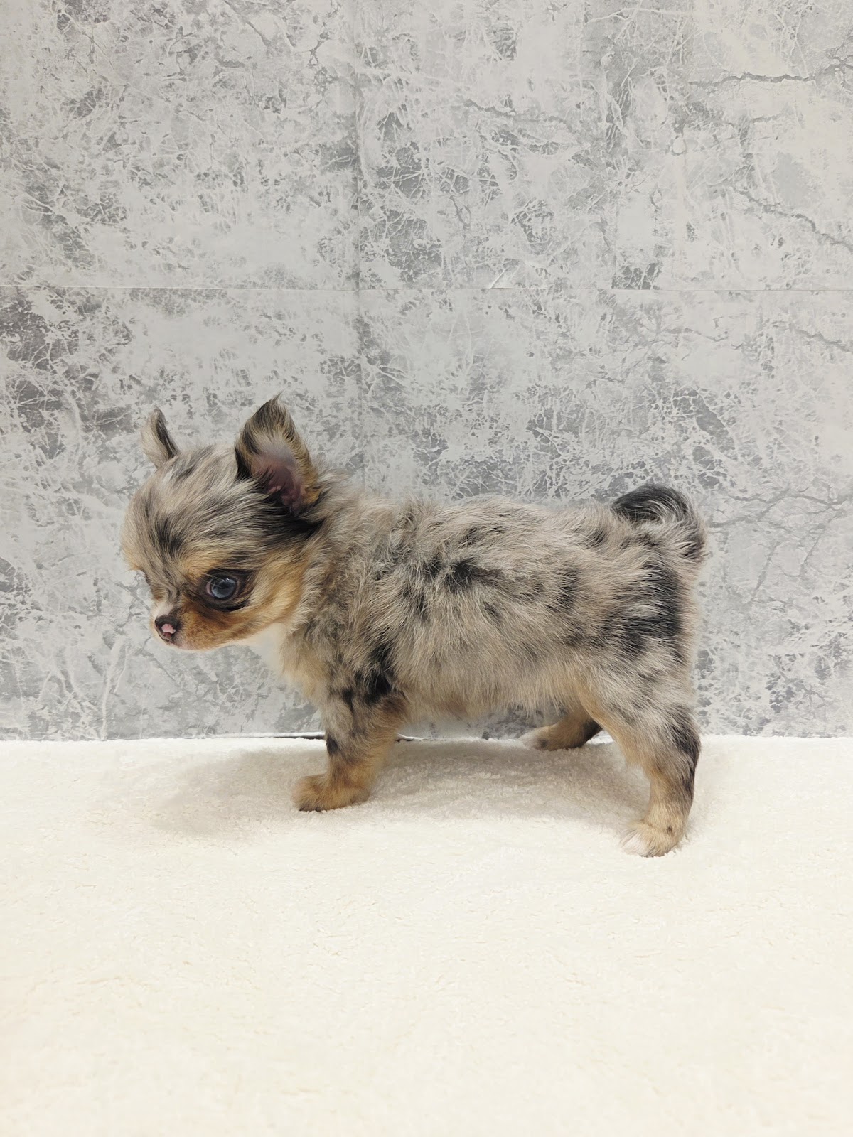 ロングコートチワワの写真2