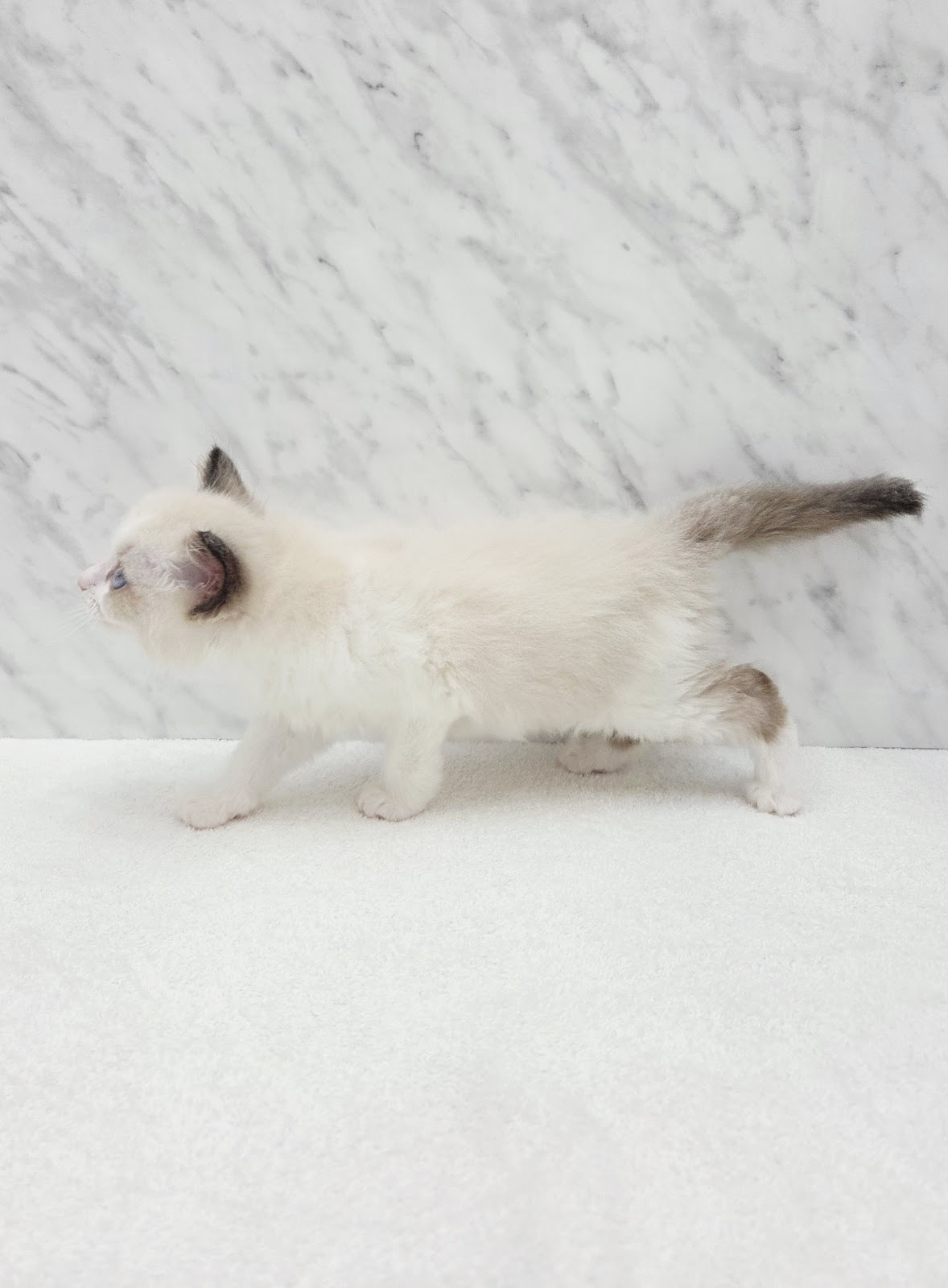 ラグドールの写真2