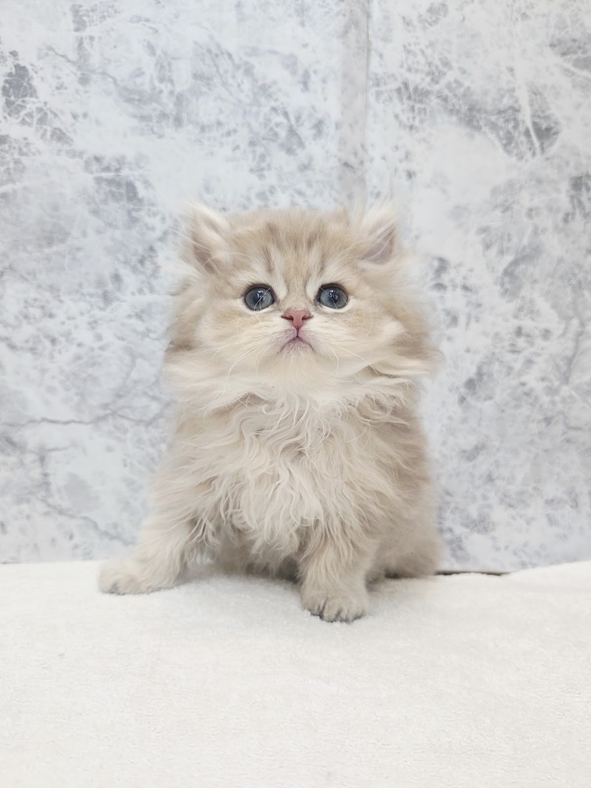 ペルシャの写真3