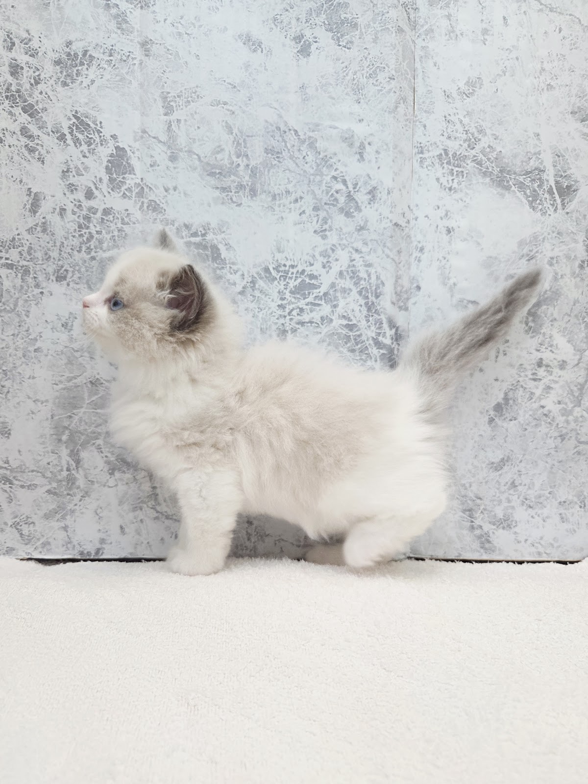 ラグドールの写真2