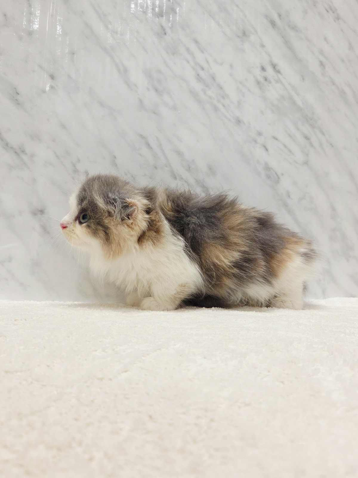 マンチカンの写真2
