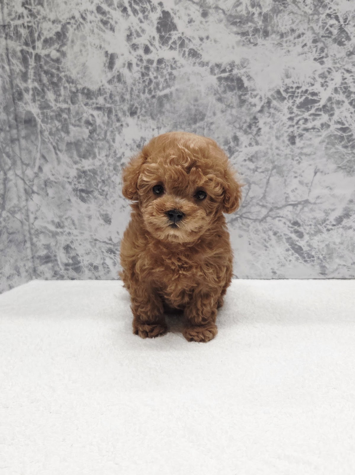 タイニープードルの写真3