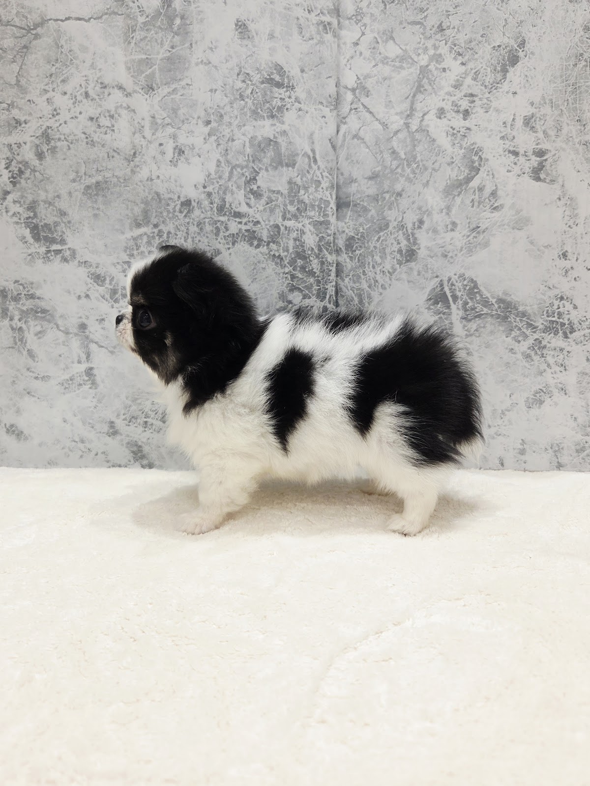 ロングコートチワワの写真2