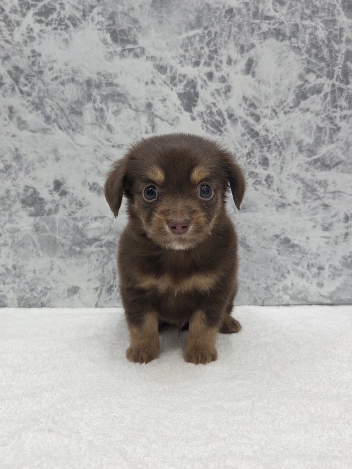 ミニチュアダックスフンド×チワワの写真