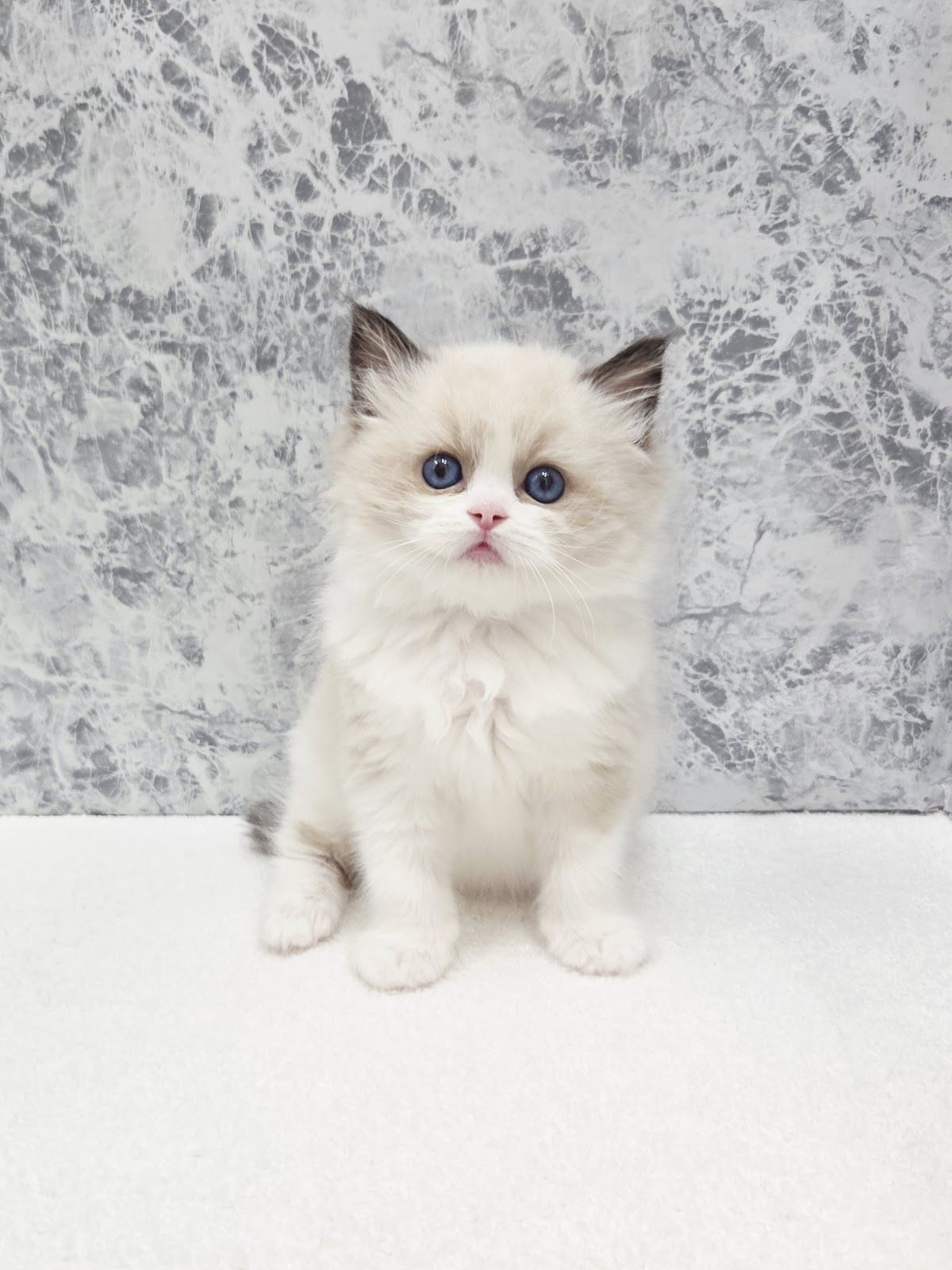 ラグドールの写真3