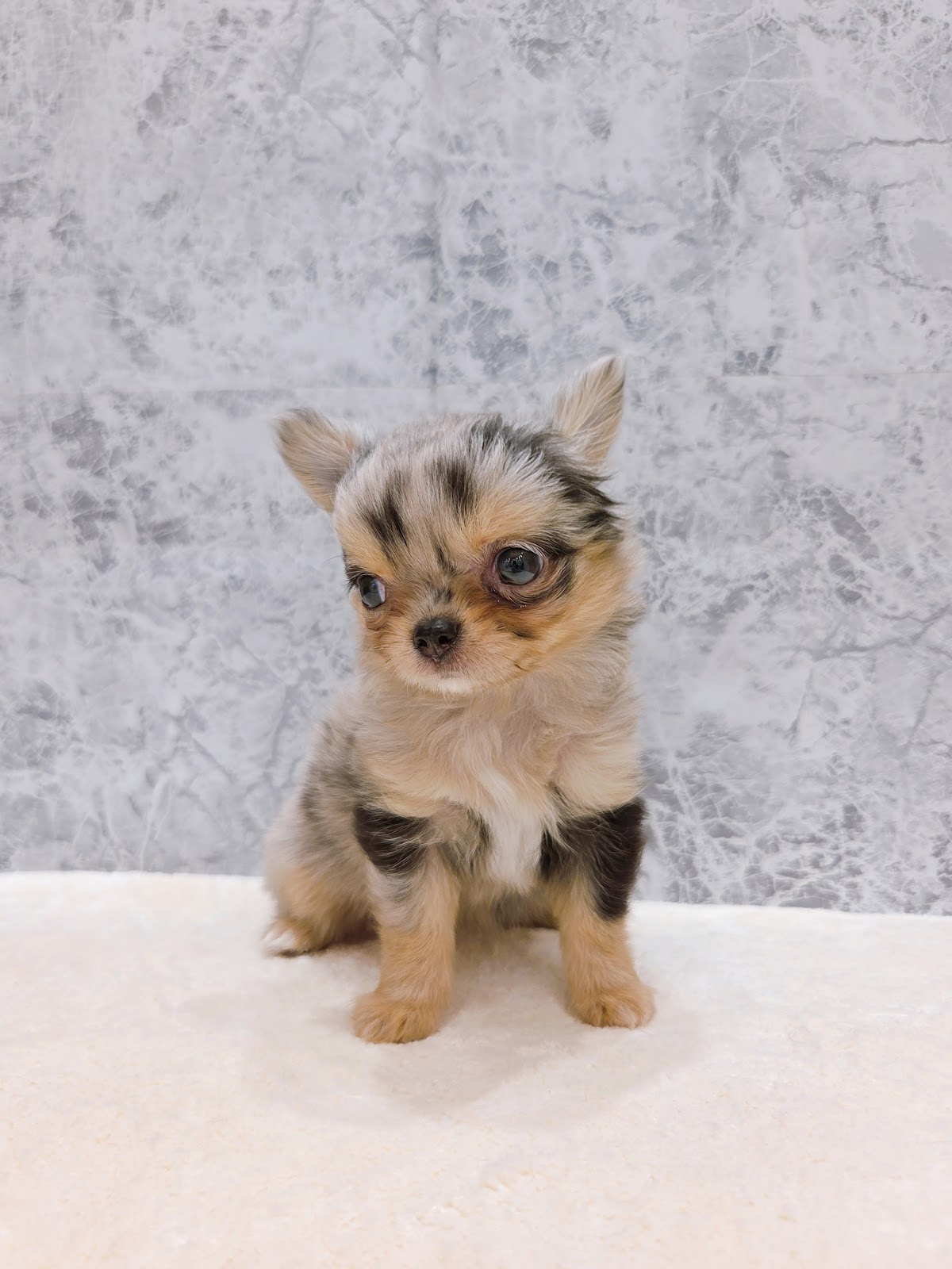 ロングコートチワワの写真3