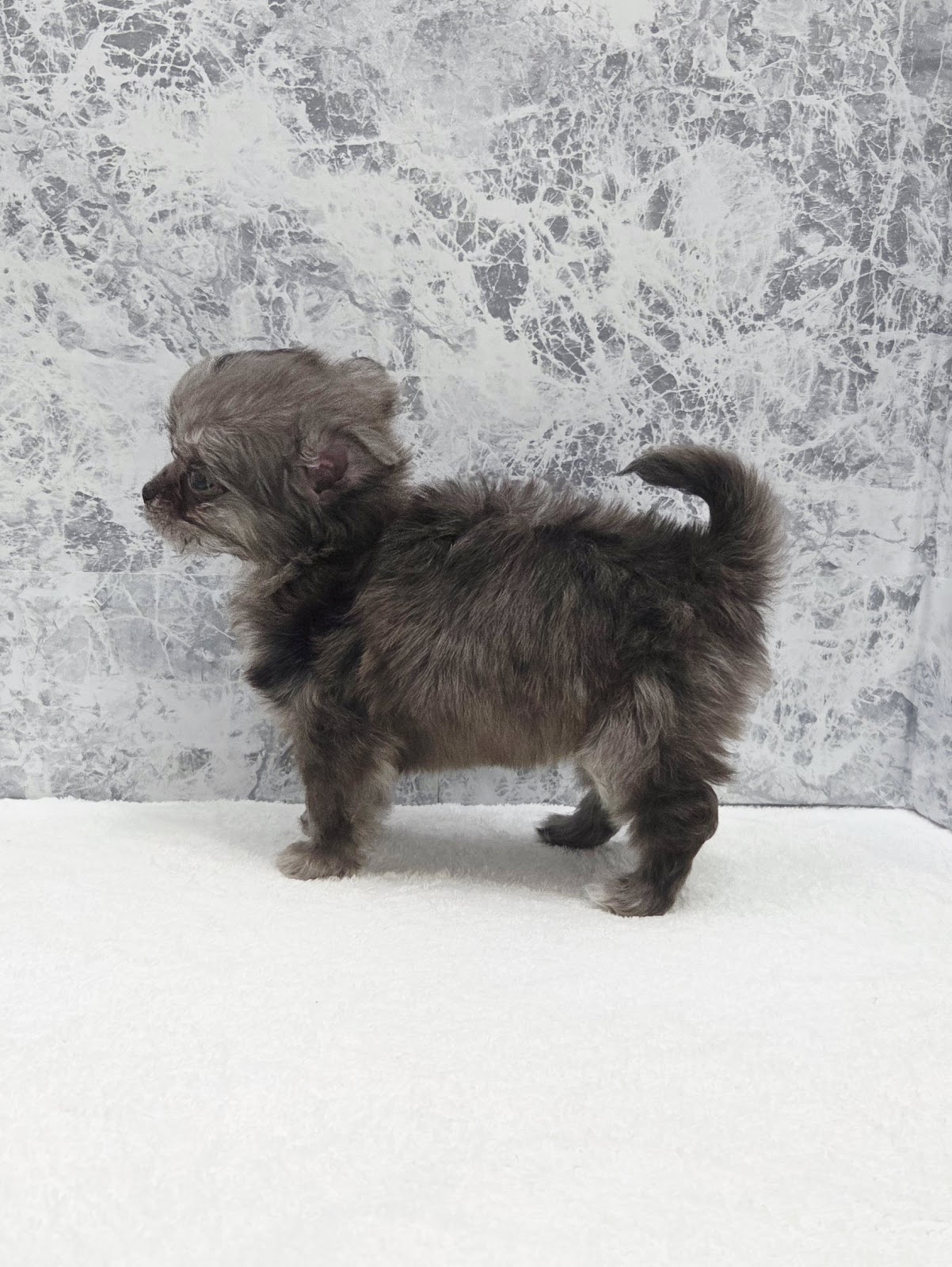 マルチーズ×チワワの写真2