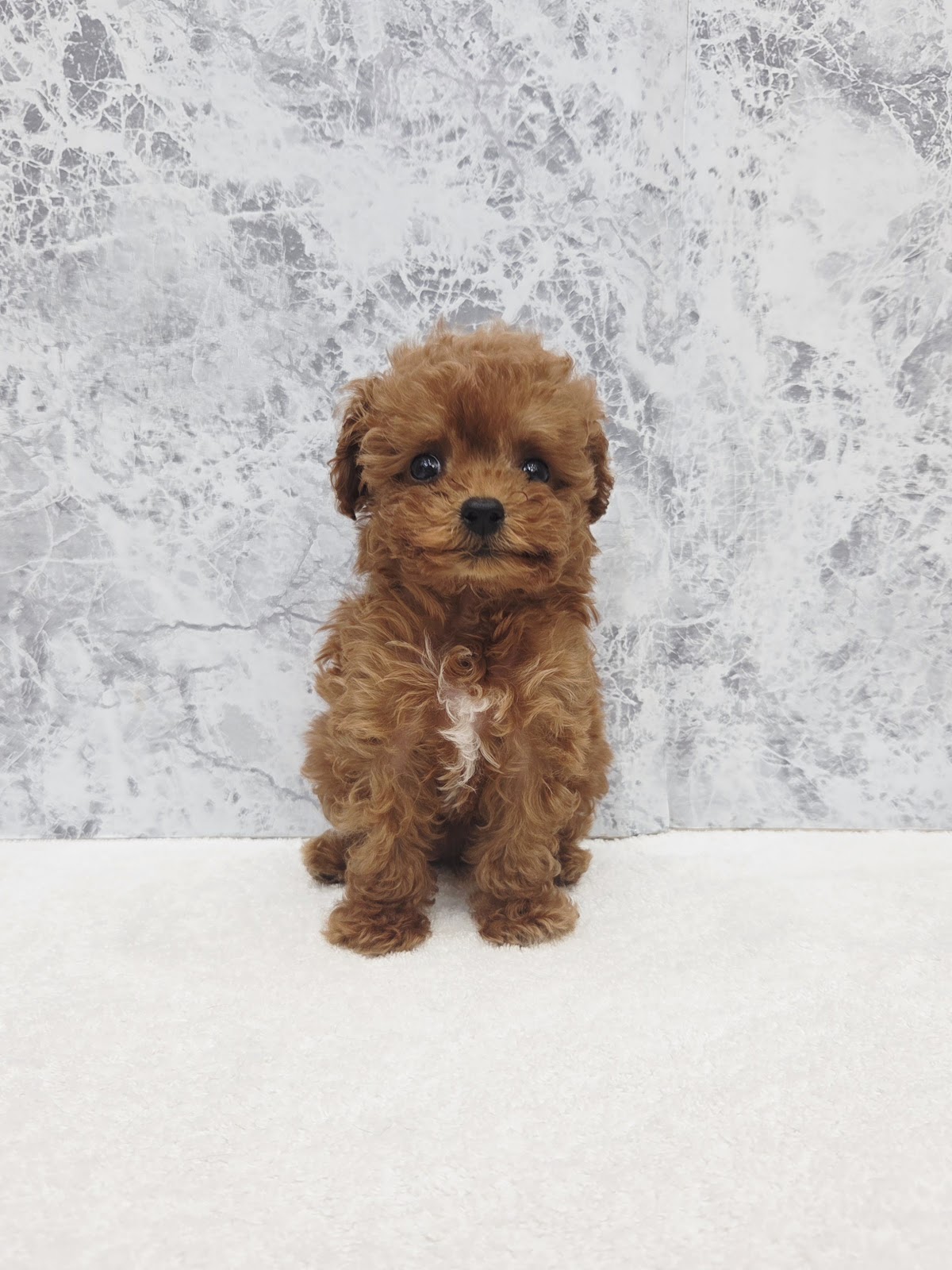 タイニープードルの写真