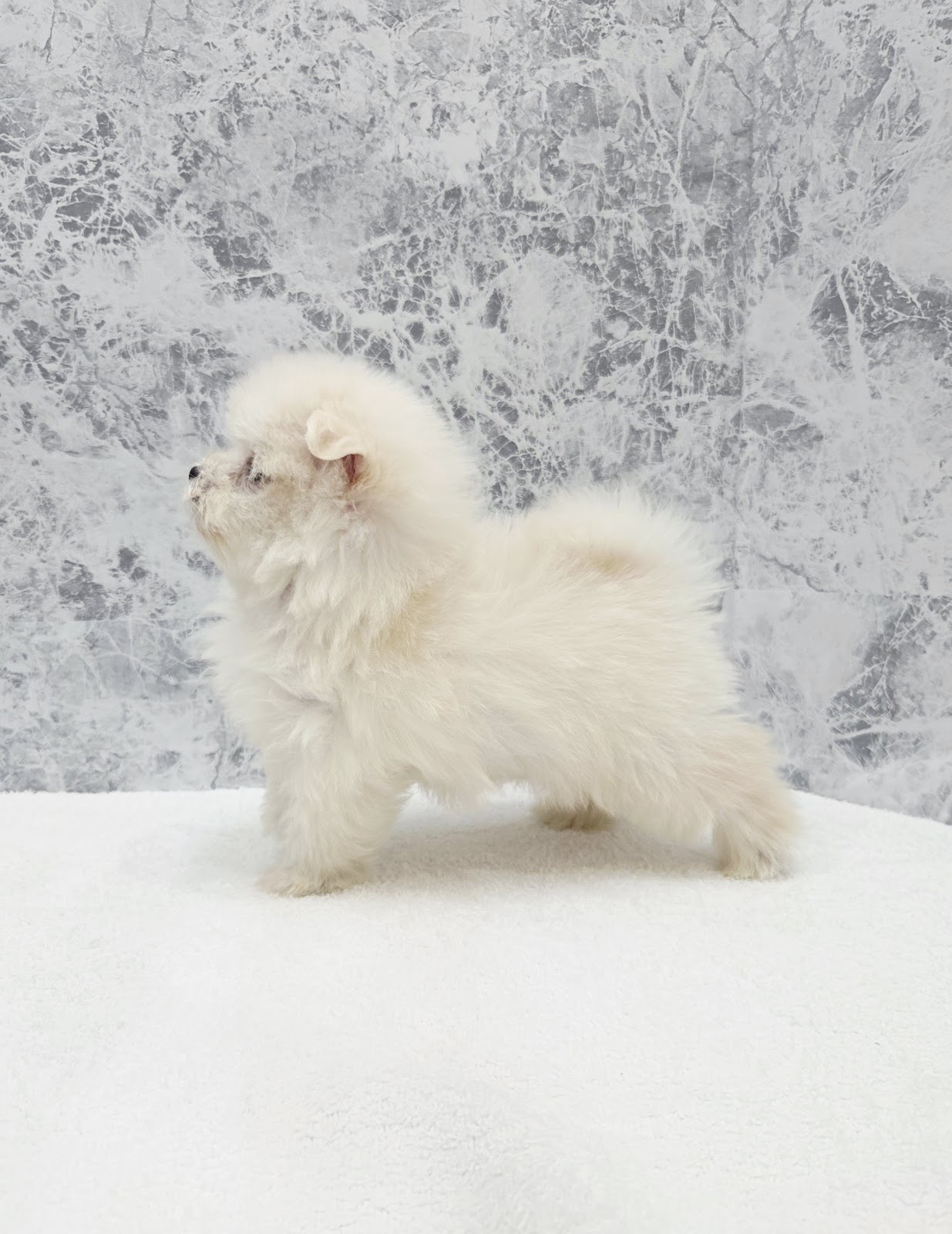 マルチーズ×ポメラニアンの写真2