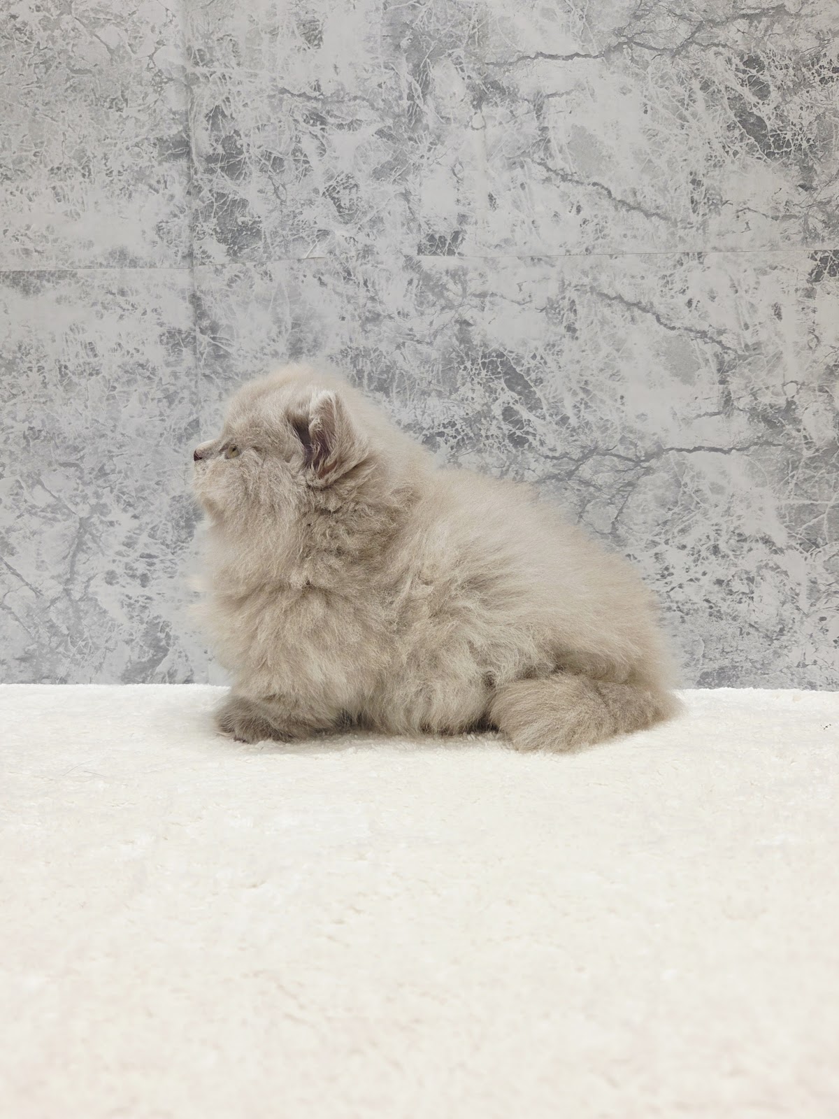 ミヌエットの写真2