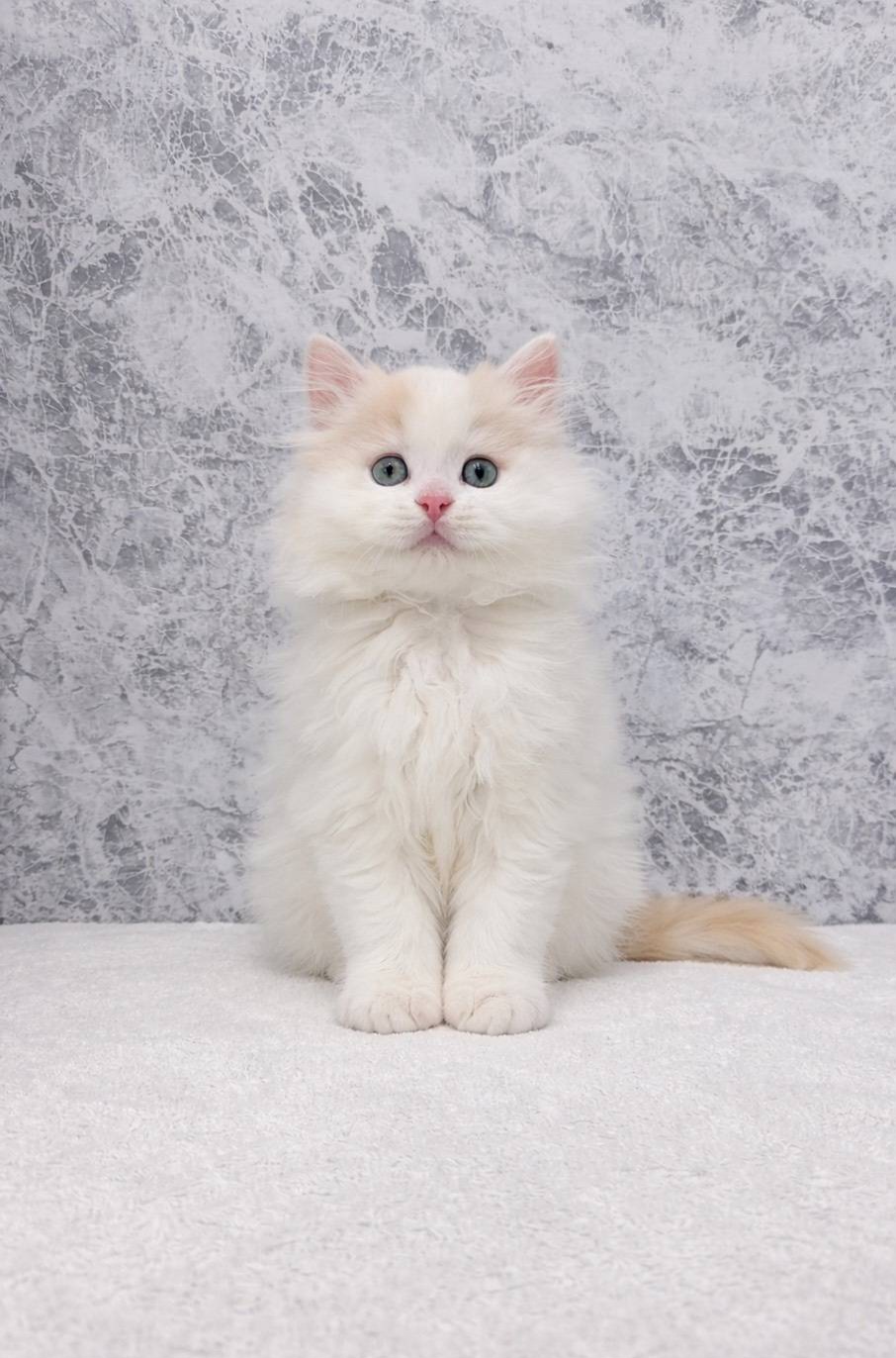 サイベリアンの写真