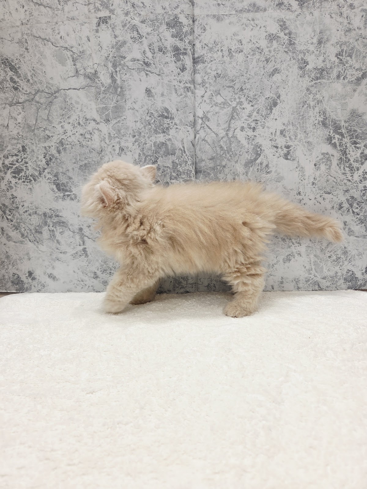 サイベリアンの写真2