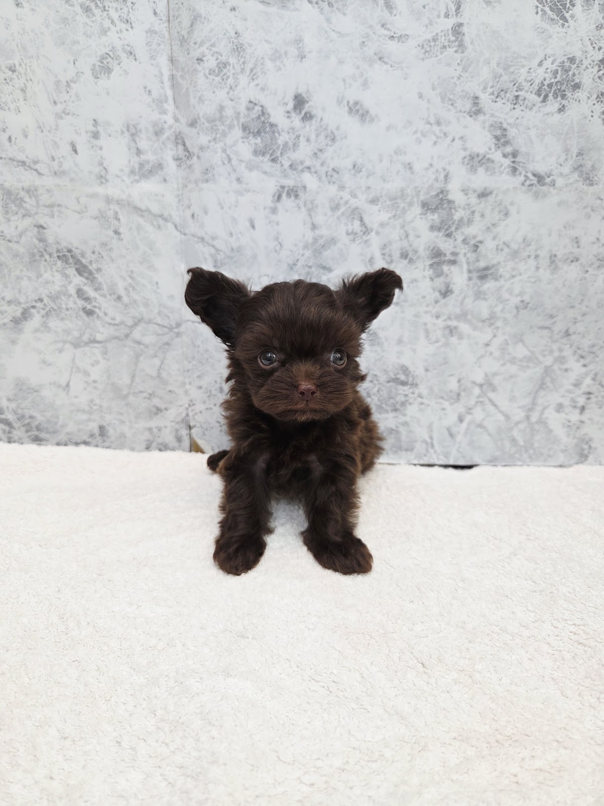 トイプードル×チワワの写真