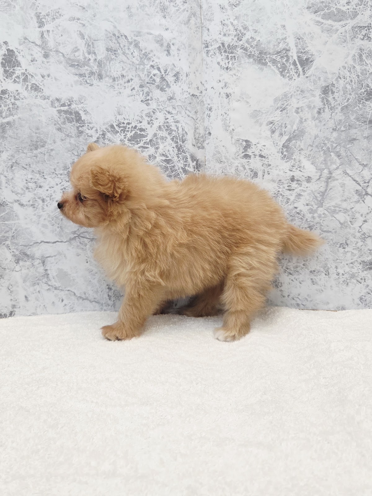 トイプードル×ポメラニアンの写真2