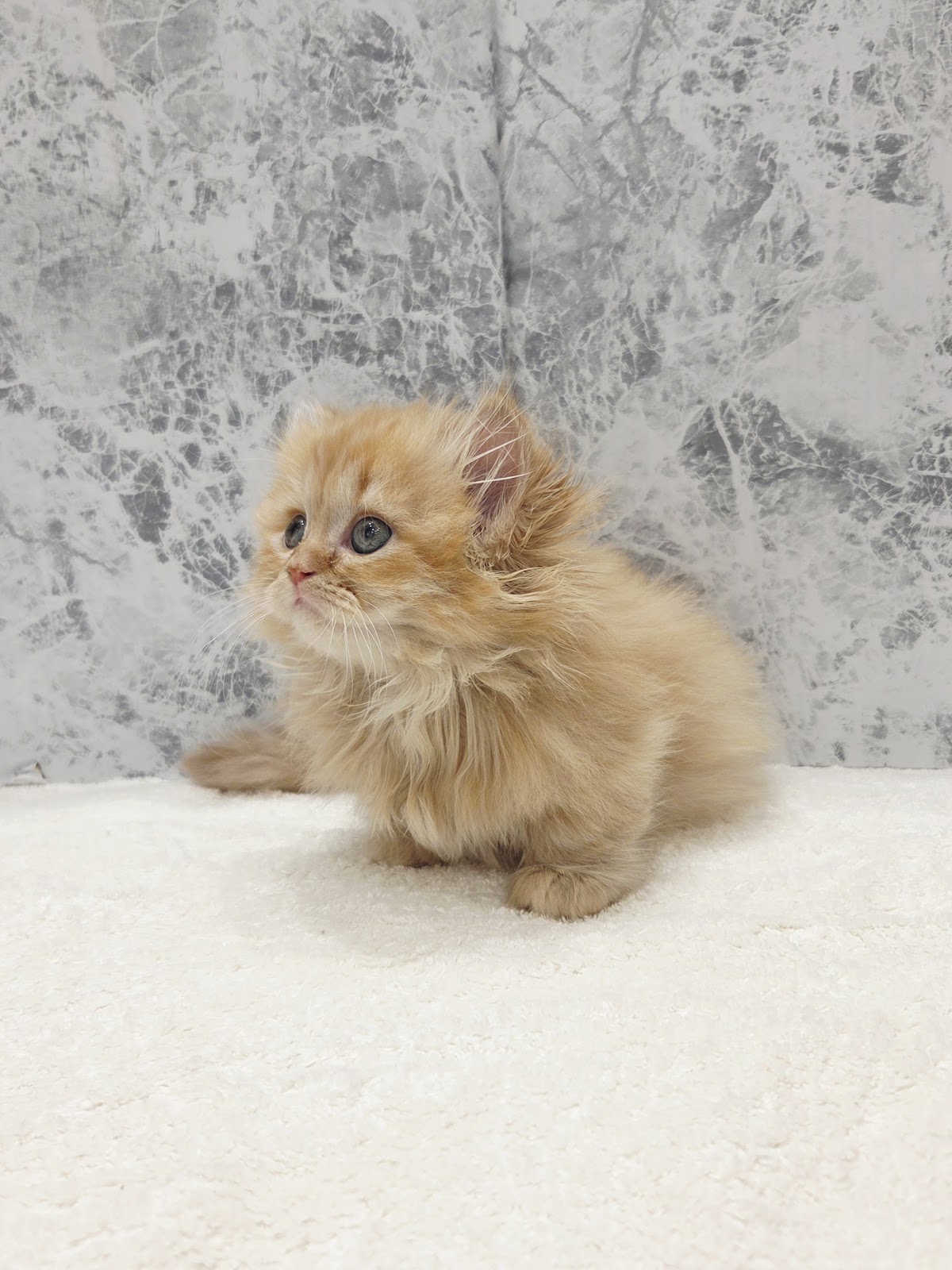 ミヌエットの写真3