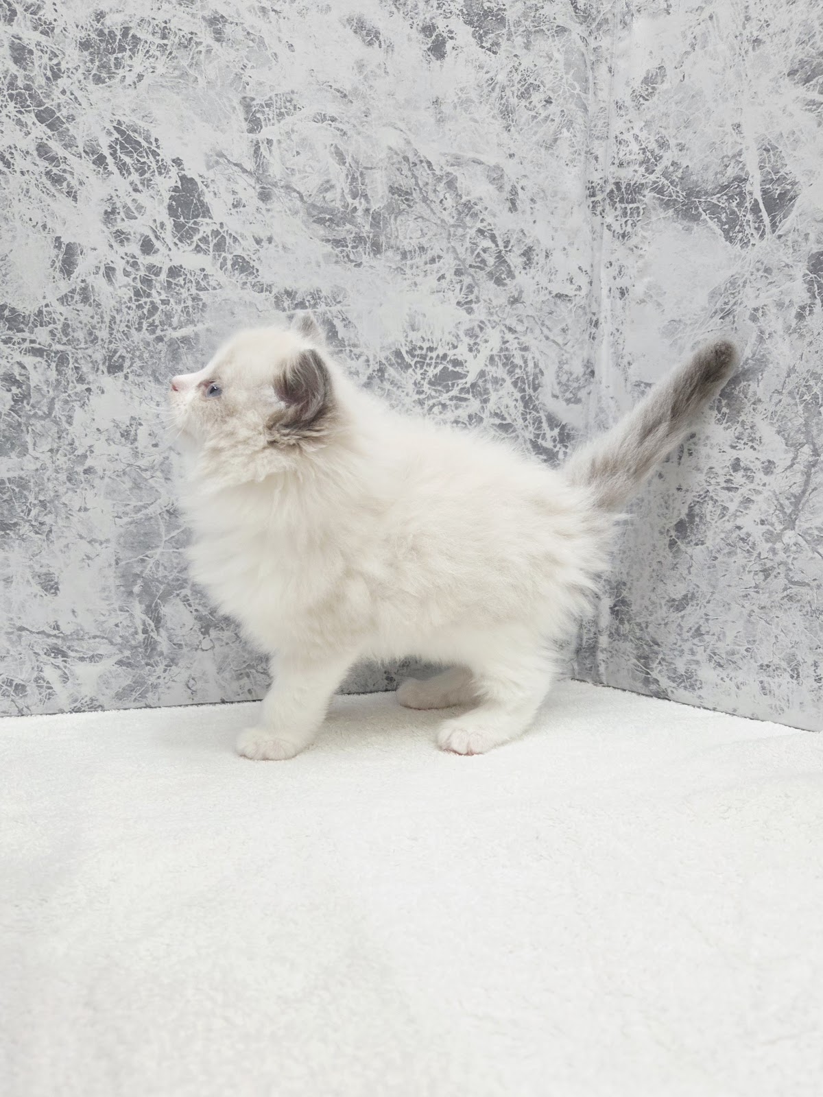 ラグドールの写真2