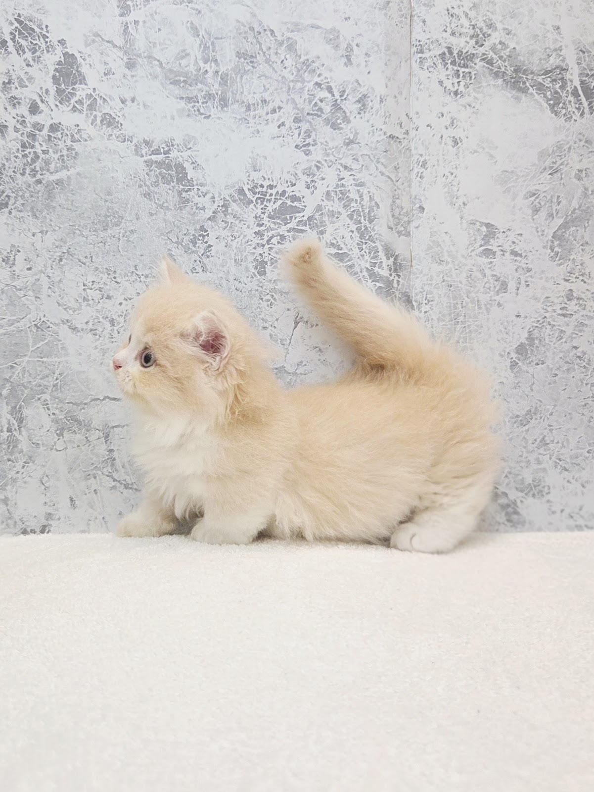 ミヌエットの写真2