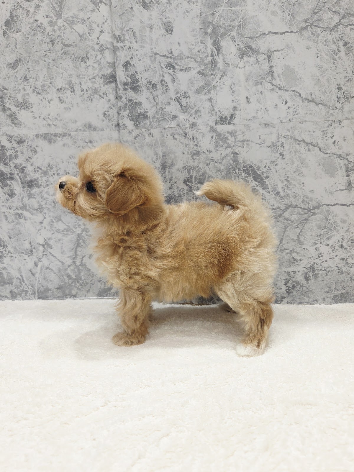 トイプードル×マルチーズの写真2