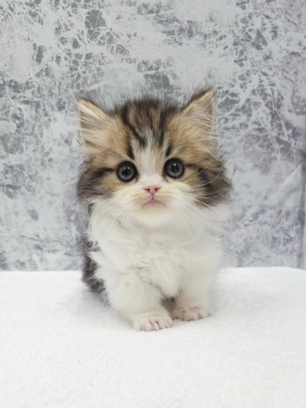 ミヌエットの写真