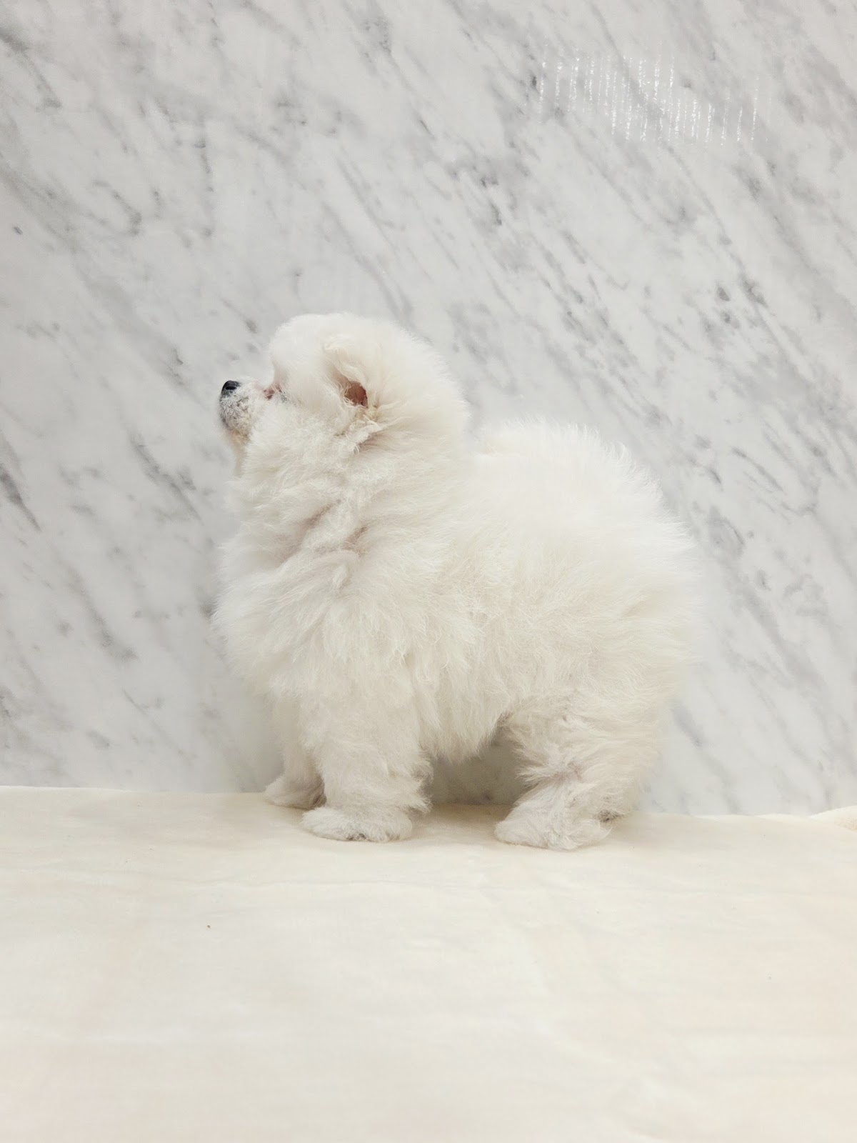 ビションフリーゼ×ポメラニアンの写真2