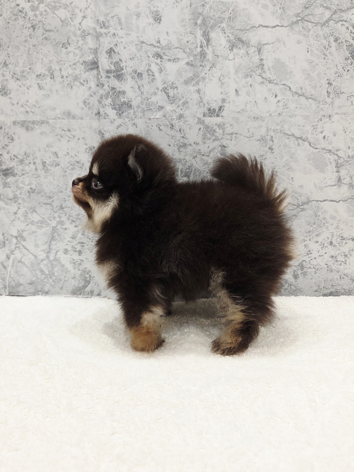 ポメラニアンの写真2