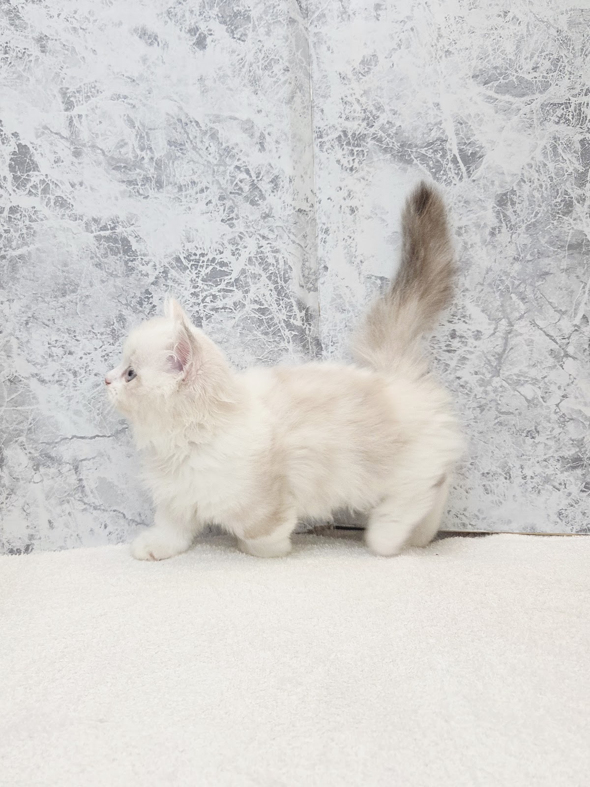 ミヌエットの写真2