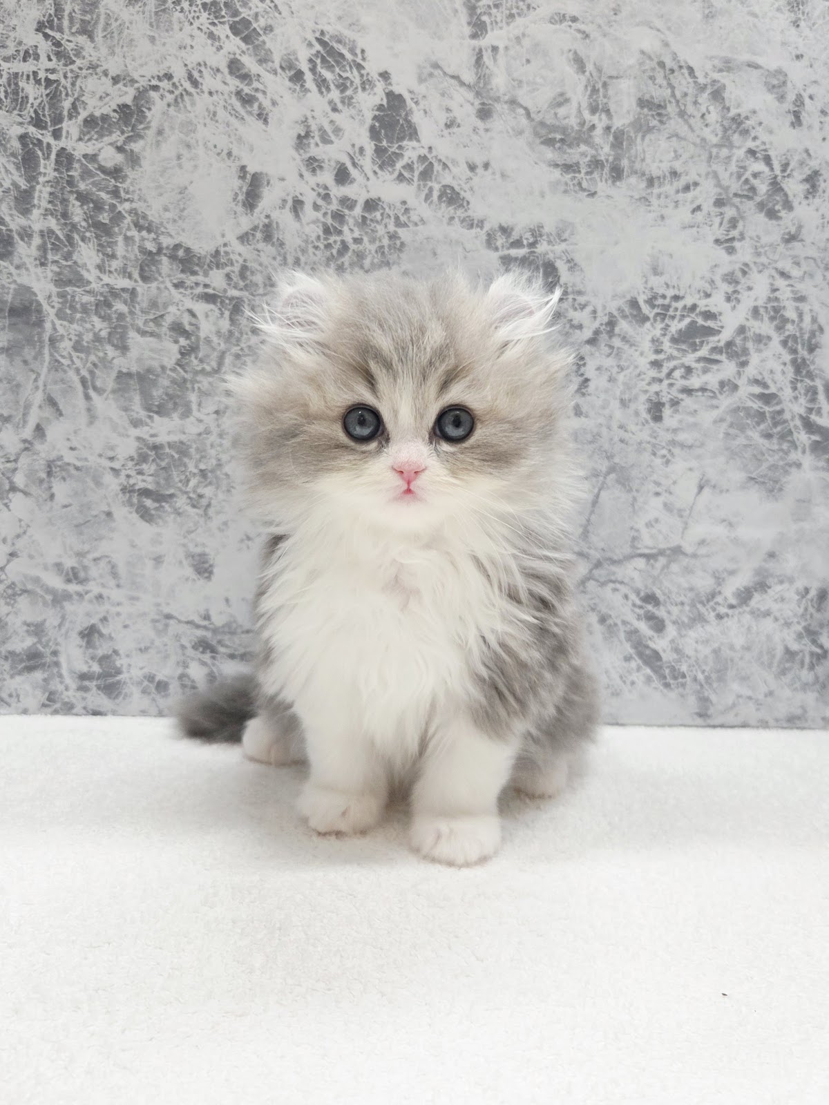 アメリカンカールの写真