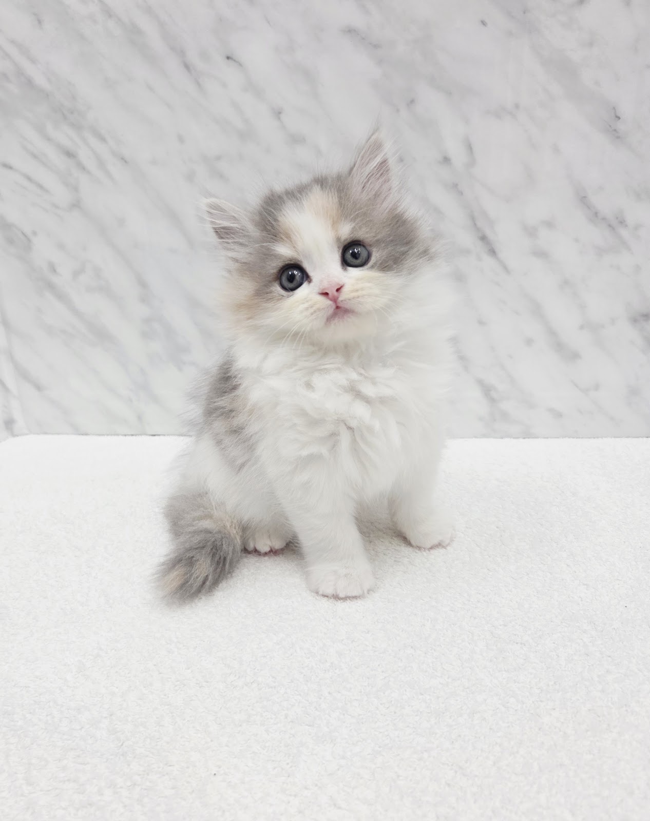 サイベリアンの写真3