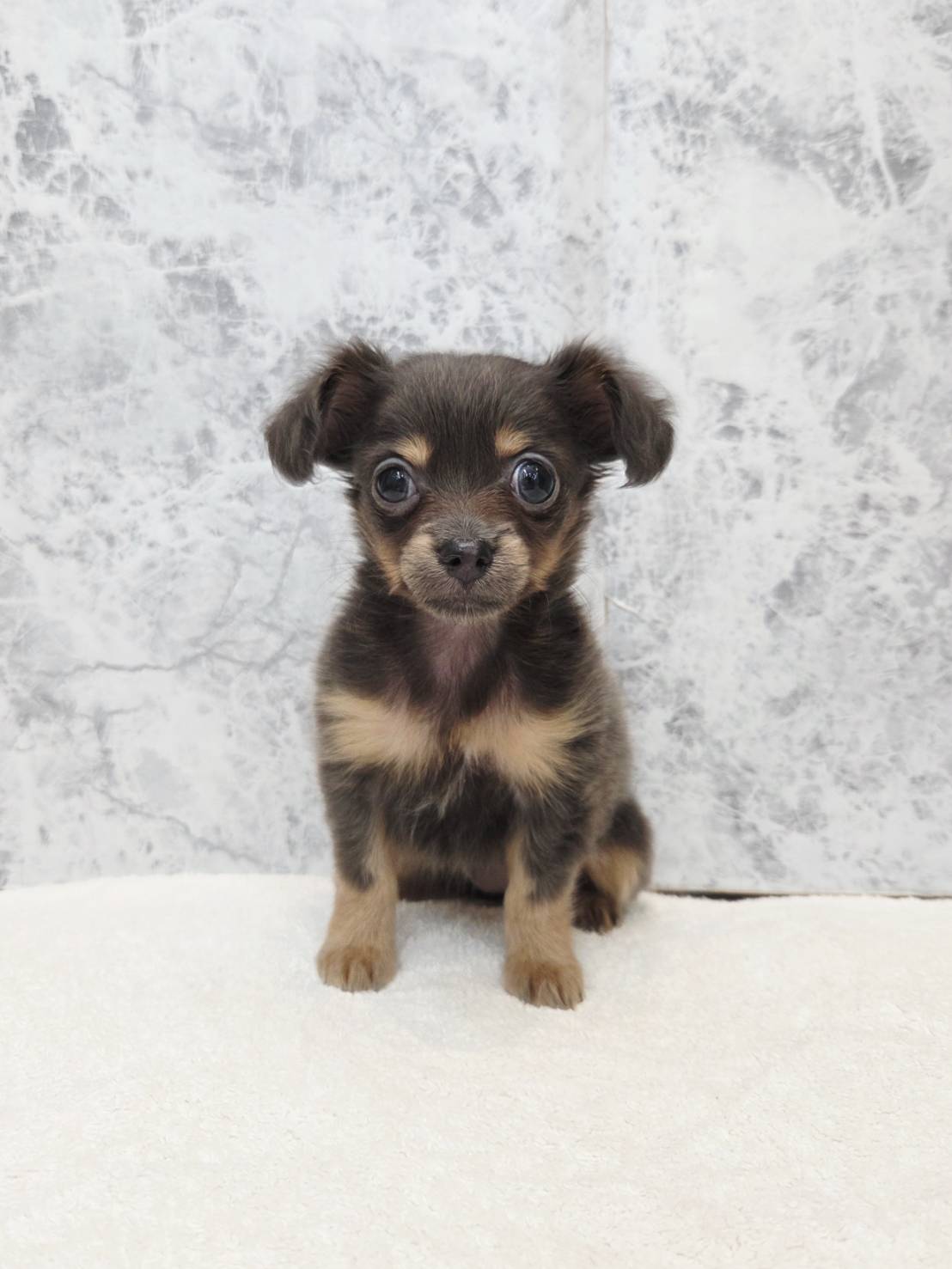 ダックスフンド×チワワの写真1